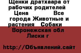 Щенки дратхаара от рабочих родителей › Цена ­ 22 000 - Все города Животные и растения » Собаки   . Воронежская обл.,Лиски г.